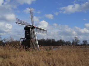 Riet en molen in de Weerribben. Foto Pixabay