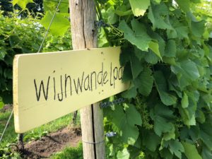 wijnwandelen in balkbrug. Foto Sybylle Kroon